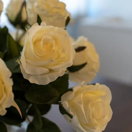 Casa Viola * ברגמו